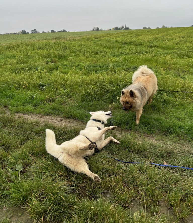 chiens en confiance