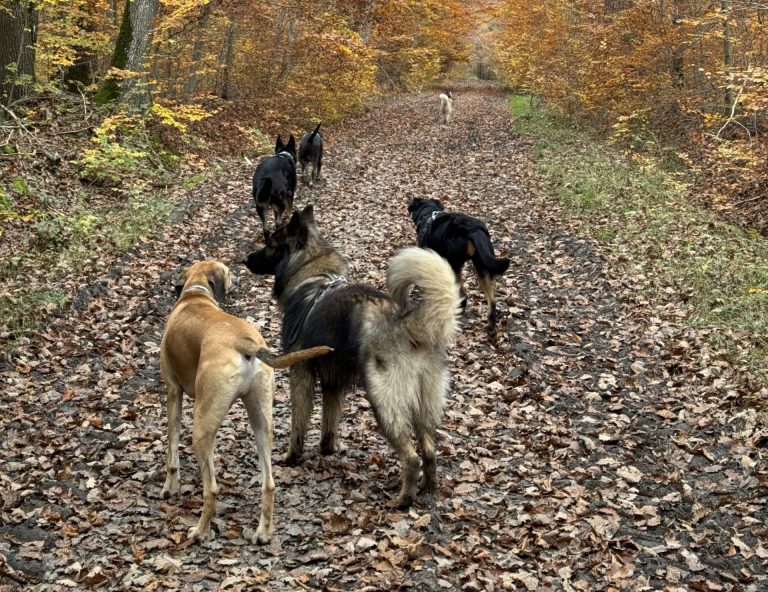 ballade chien