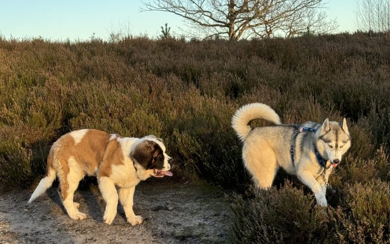 cours éducation chiots