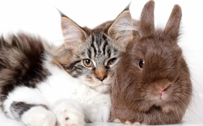 Chats et NACs