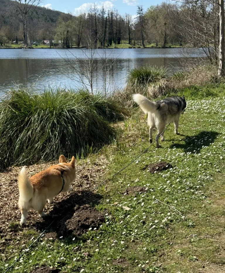 balade chiens